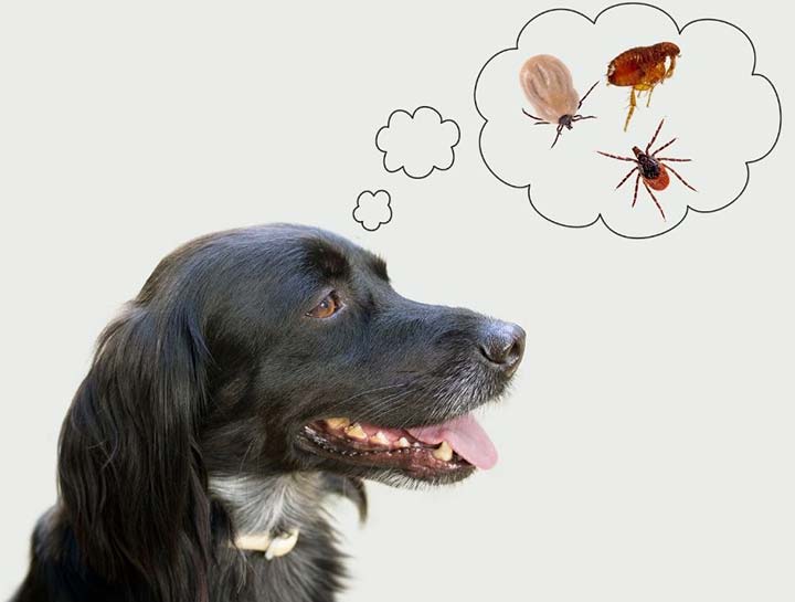 Parasite Prevention